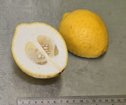 700ml Citron Special Edition Gin