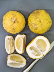 50ml Shatkora Special Edition Gin